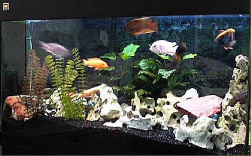 Photo de mon aquarium